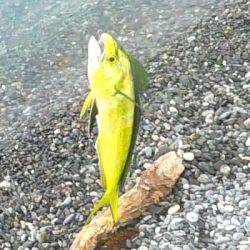 ソウダガツオ、ペンペンシイラ、ワカシのリリース祭り